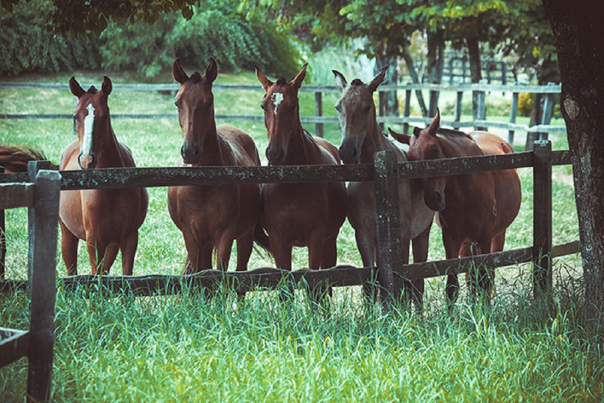 groups of horses in farm
