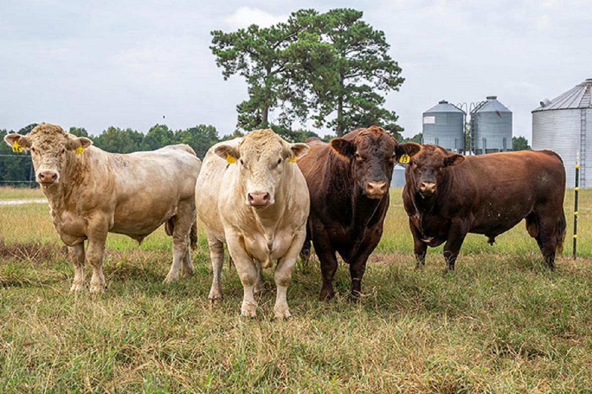 That cattle is just the species name for cows and bulls. I thought it was a closely related but separate species until like grad school