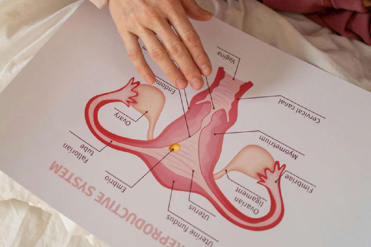 That fallopian tubes aren't connected to the ovaries. They have finger-like appendages and float around over to where the egg is released to grab the egg. The egg just free floats in your abdomen void waiting to get picked up. Oh and if you only have one tube, it can make it over to the other ovary to get the egg there sometimes.