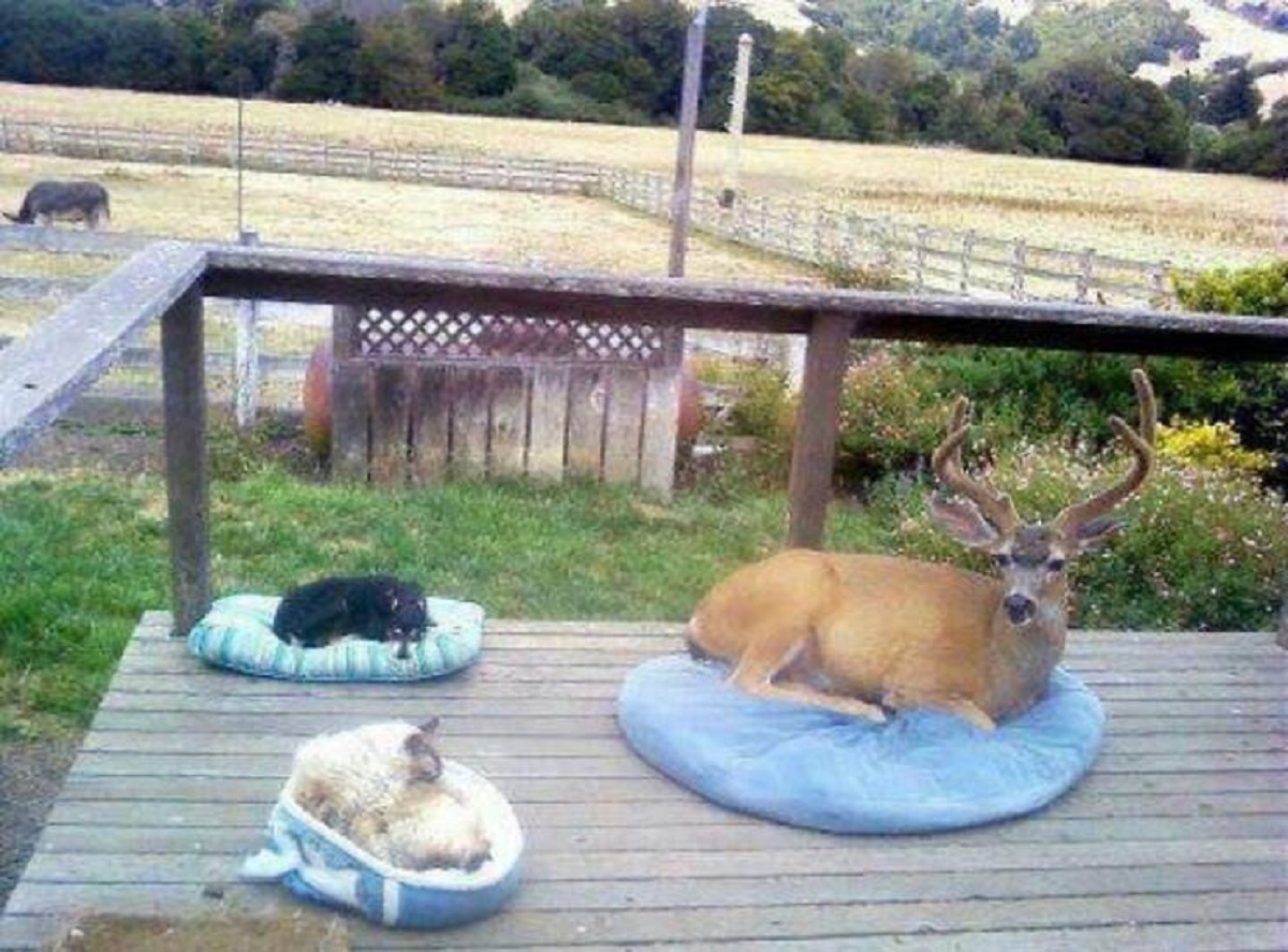 "The Homeowner Said That The Buck Shows Up Everyday, So They Gave Him A Bed Too"