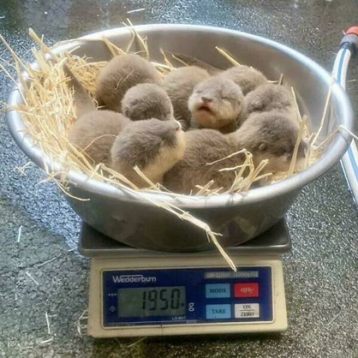 "A Bowl Of Baby Otters Being Weighed"