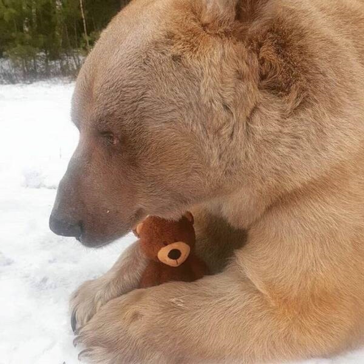 "This Mama Bear Lost Her Cub And They Gave Her This Stuffed Teddy As A Replacement To Make Her Feel Better"