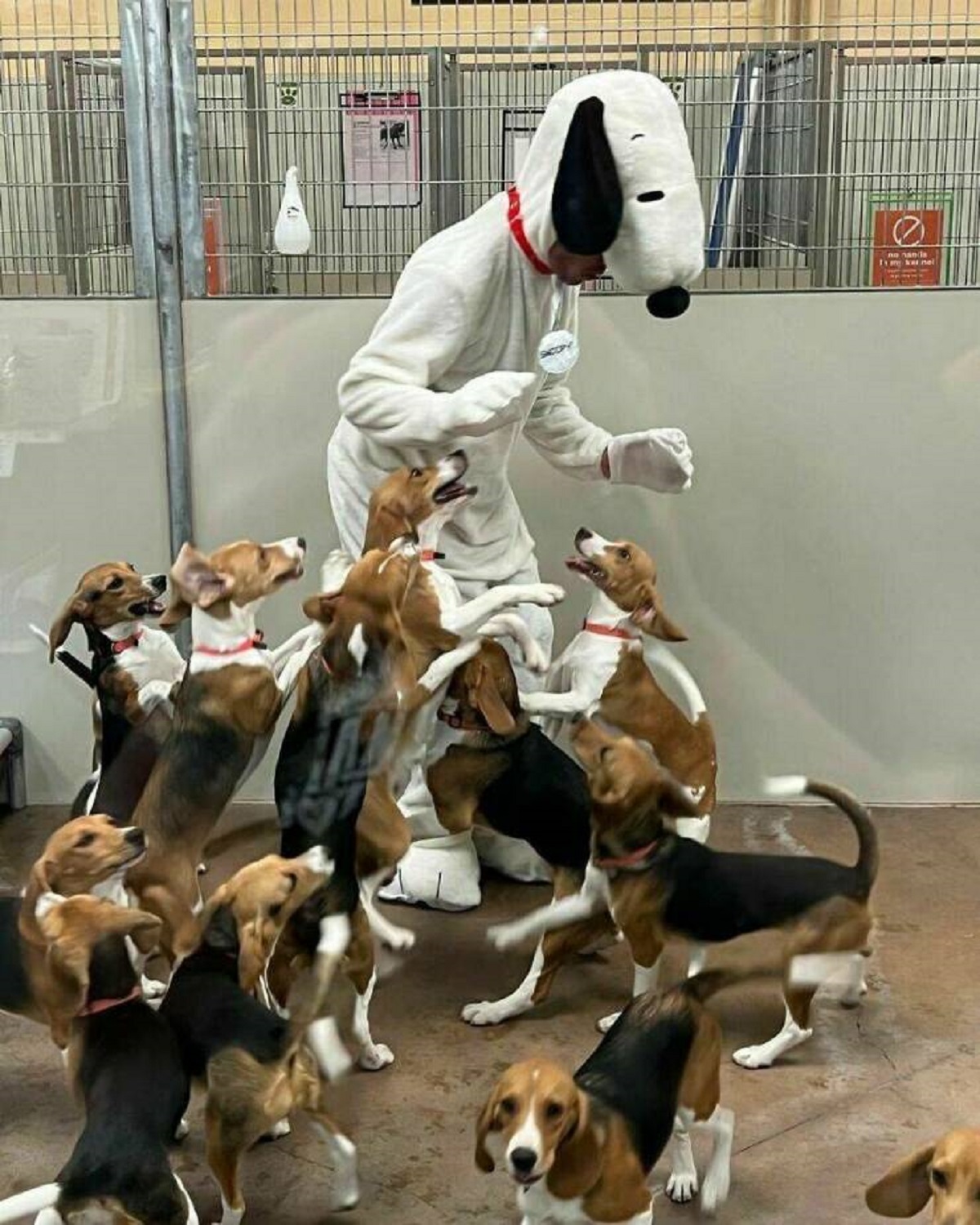 "Someone Dressed Up As Snoopy To Surprise Dogs At A Shelter. These Beagle Puppies Were Also Rescued From A Medical Testing Facility Which Added To Their Excitement"