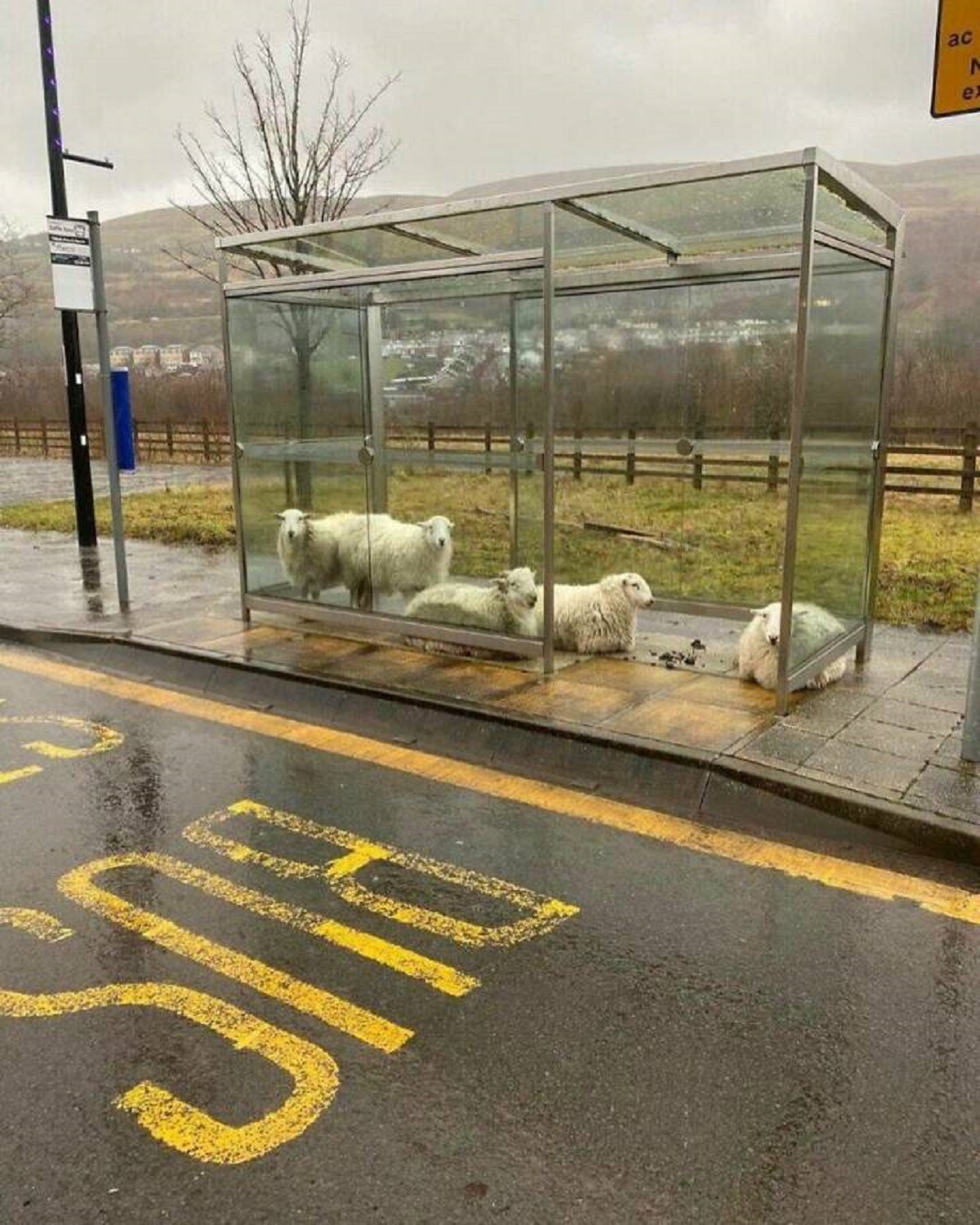 "Sheep Sheltering At A Bus Stop On A Rainy Day In Ireland"