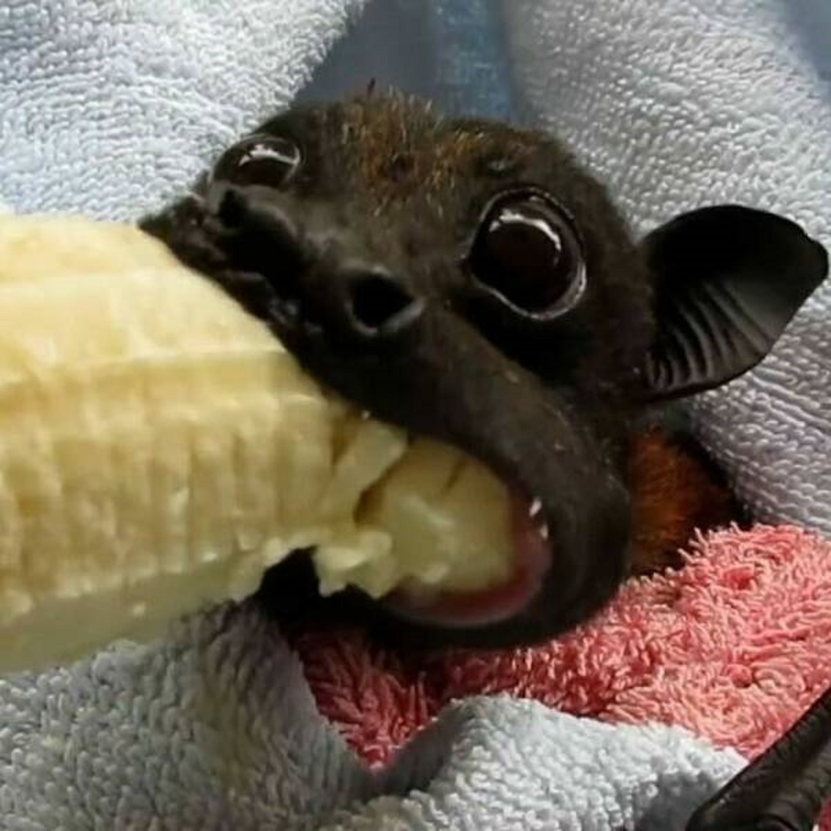 "Without Bats, Say Goodbye To Bananas, Avocados And Mangoes. Over 300 Species Of Fruit Depend On Bats For Pollination"