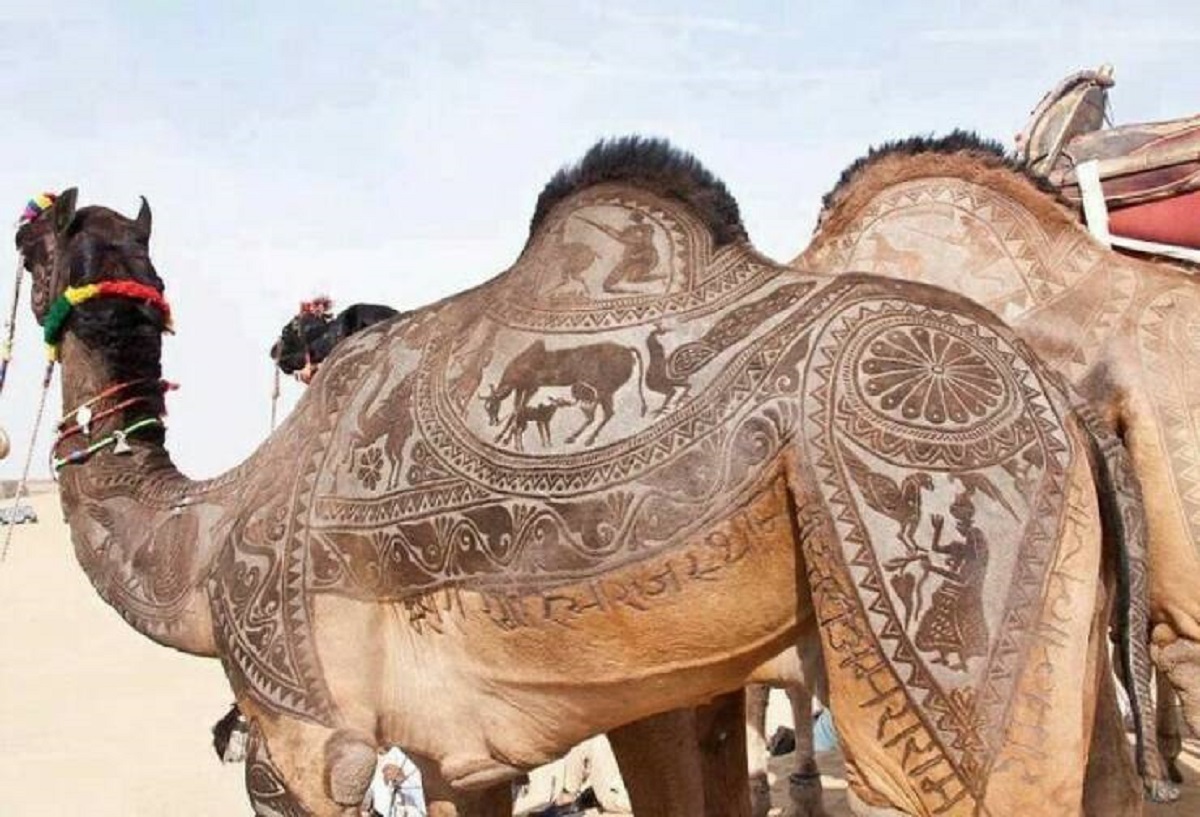 "In Thar Desert, Nomads Revere And Take So Much Pride In Their Camels That They Show Them Off By Carving Intricate Patterns Into Their Fur"