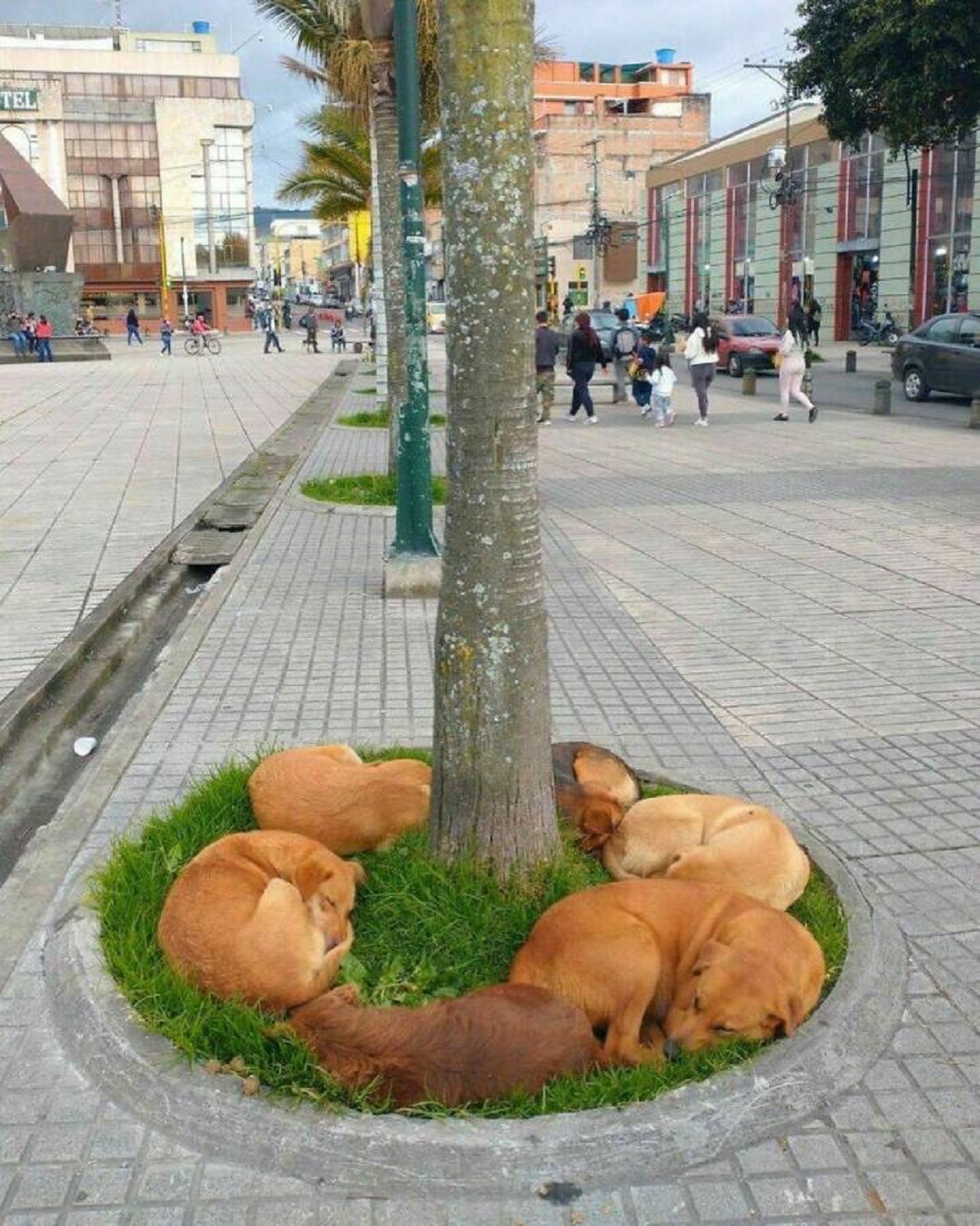 "These Stray Dogs In Brazil Surround This Tree And Rest Up Together"