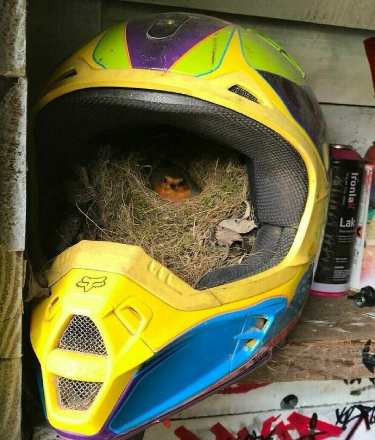 "A Robin Nested Inside Of A Motorcross Helmet"