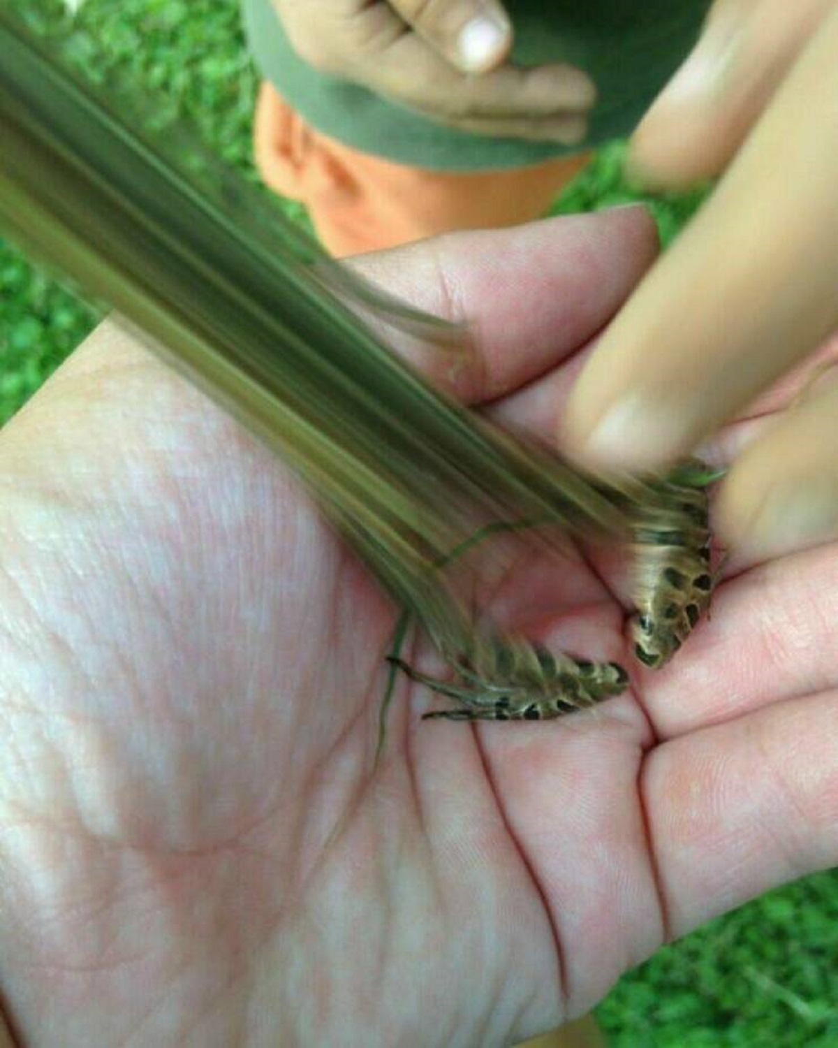 "Someone Captured The Exact Moment This Frog Jumped Out Of Frame"