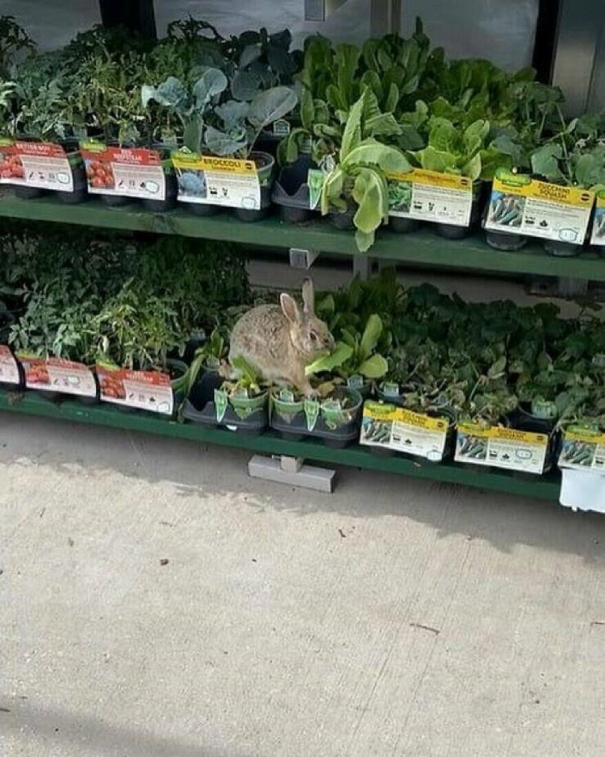 "A Rabbit Munching On Leaves In The Home Depot Gardening Section"