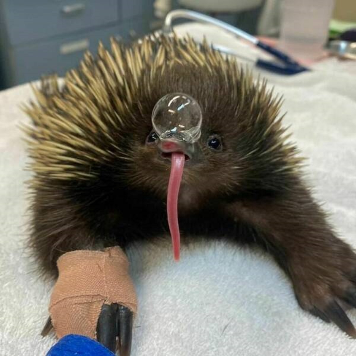 "Echidnas Blow Snot Bubbles To Cool Down"