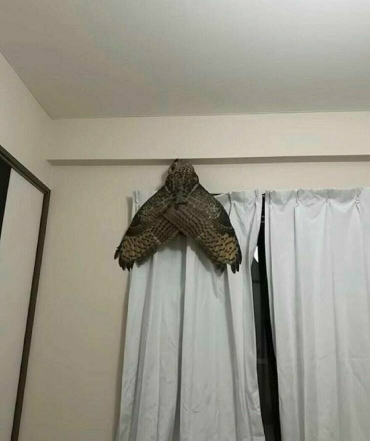 "This Owl On A Curtain Looks Like A Gigantic Moth"
