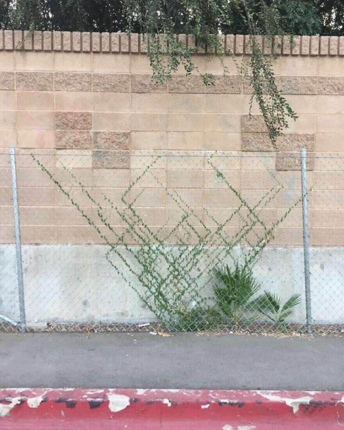 "This Plant Is Growing Along The Chains Of A Fence"