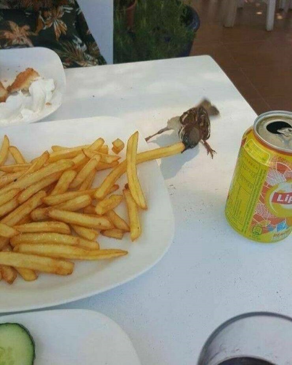 "A Tiny Sparrow Bird Stealing A Fry Off A Dinner Plate In Greece"
