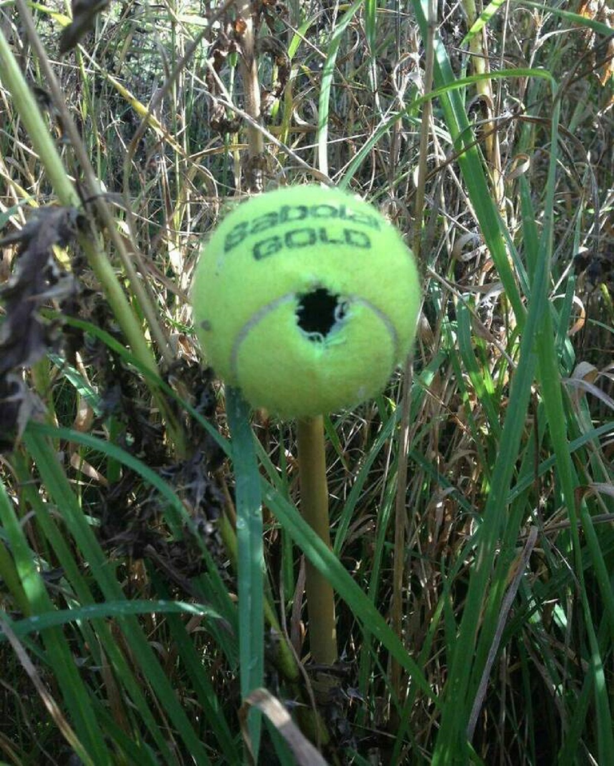 "Conservationists Like To Recycle Wimbledon Tennis Balls As Predator-Proof Shelters For Harvest Mice"