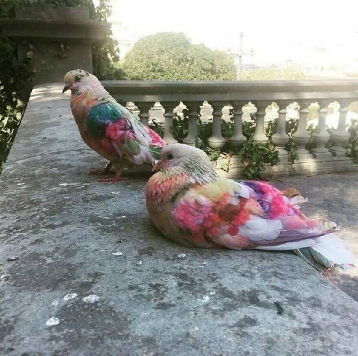 "Colored Racing Pigeons From The Murcia Region Of Spain"