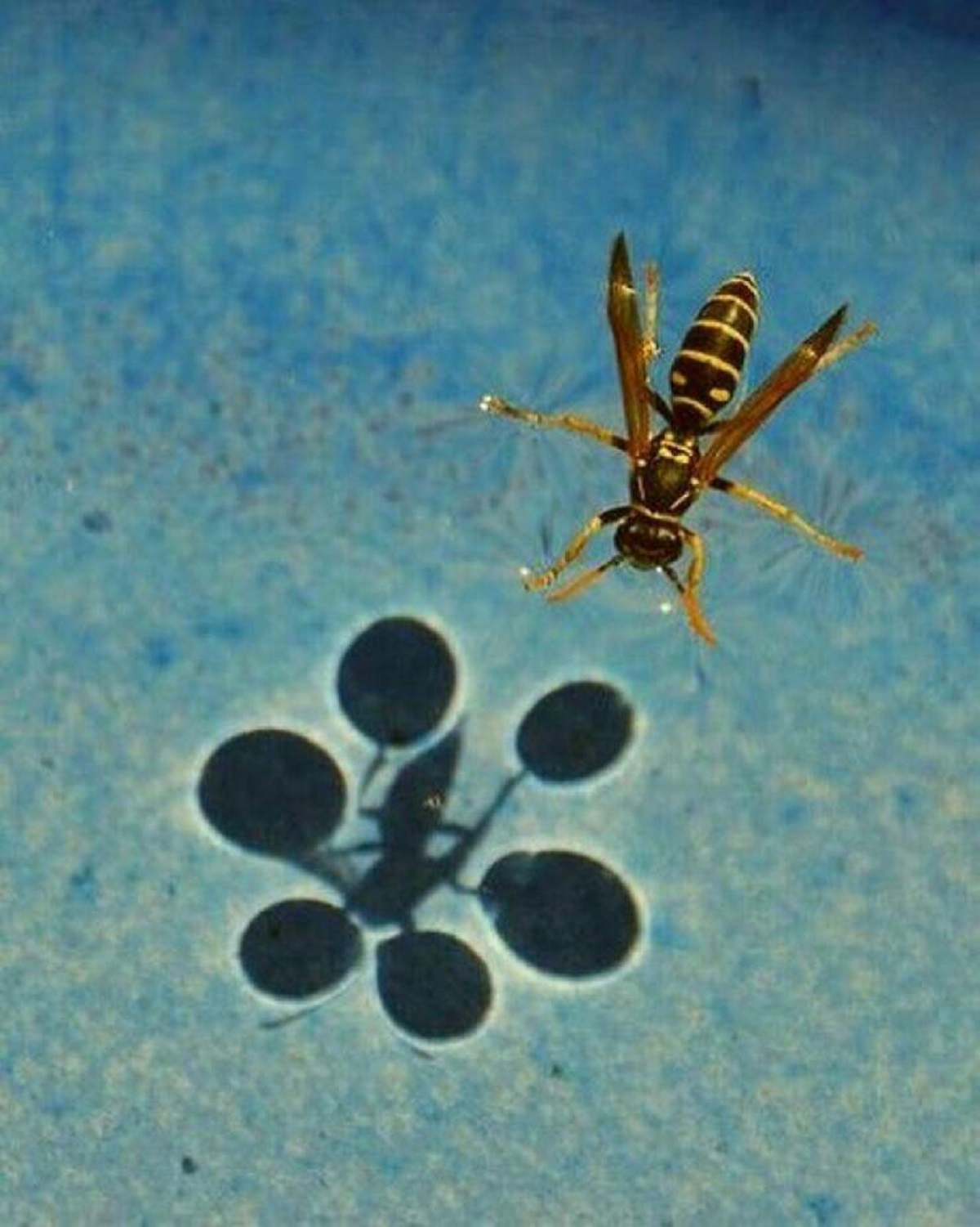 "A Perfect Demonstration Of How The Wasp Is Using The Surface Water Tension Making The Shadow Look Like Circles And How Large Each Area Is That Is Holding Up Each Leg"