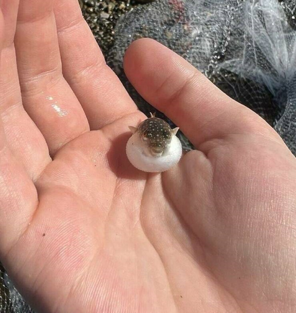 "The Size Of Baby Pufferfishes"