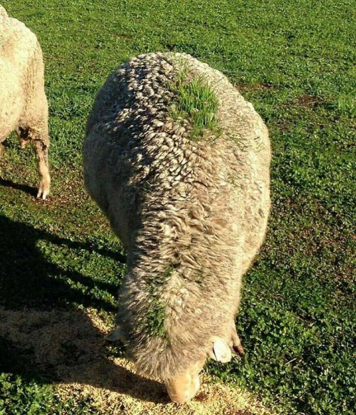 "Grass Growing Out Of This Sheep From Walking Under A Gravity Fed Grain Feeder Right Before It Rained"