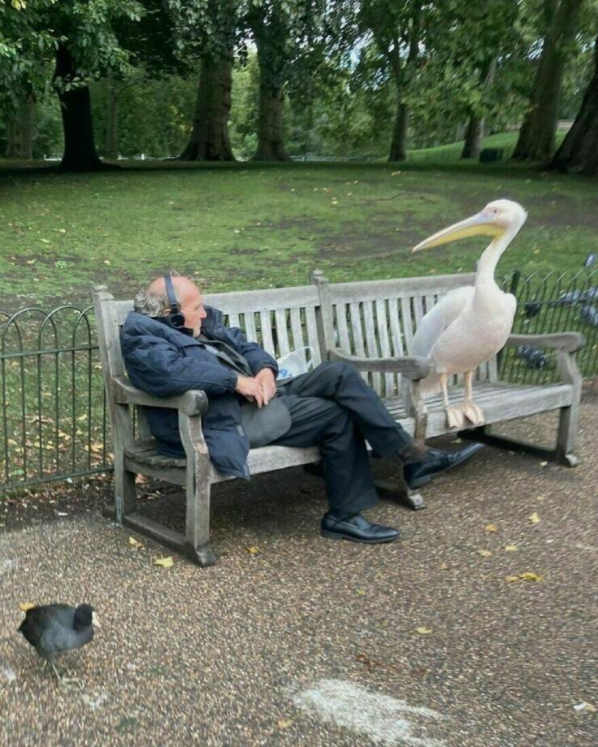 "A Pelican Chillin With A Friend At St James’ Park In England"