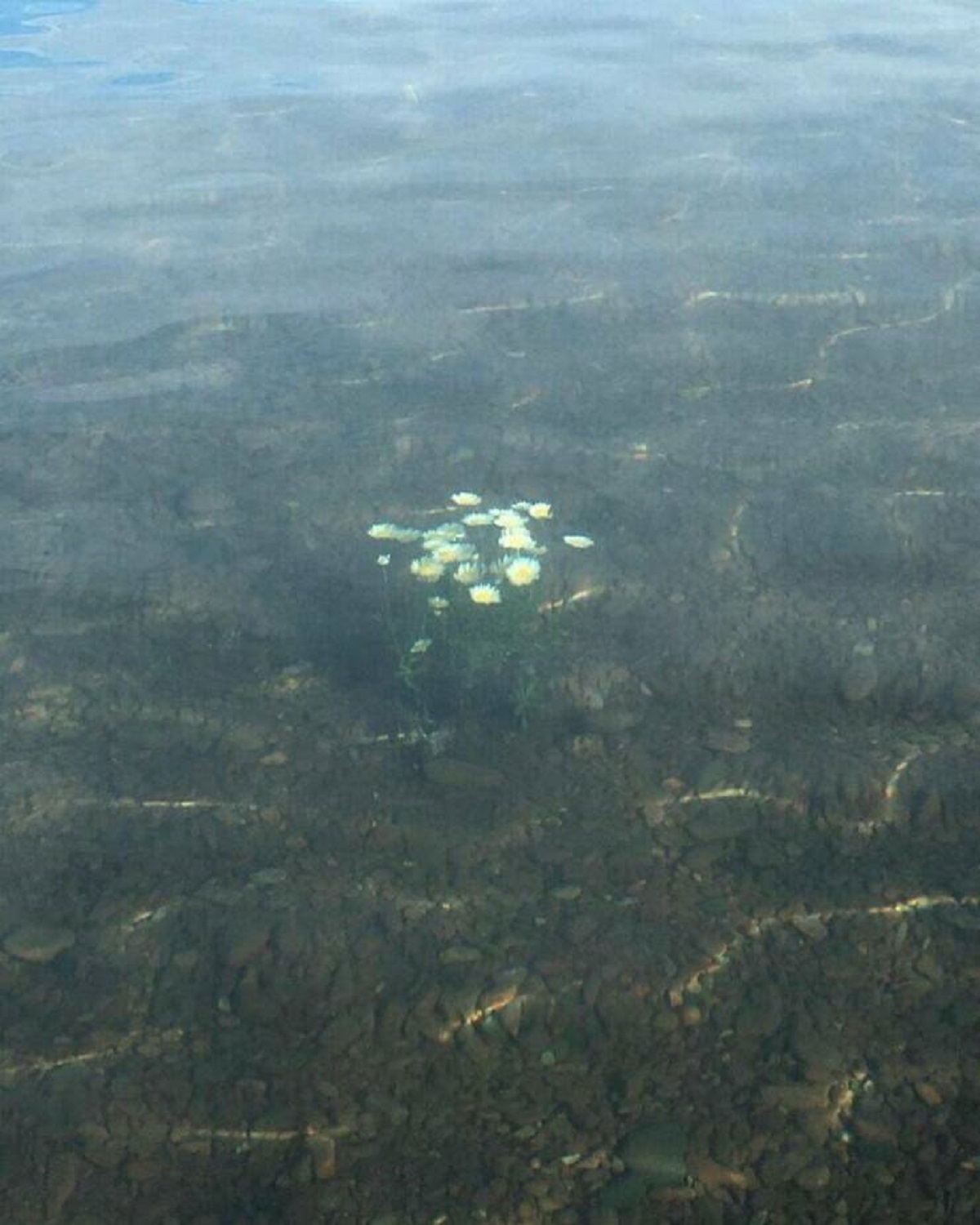 "A Small Patch Of Flowers Growing Perfectly Underwater"