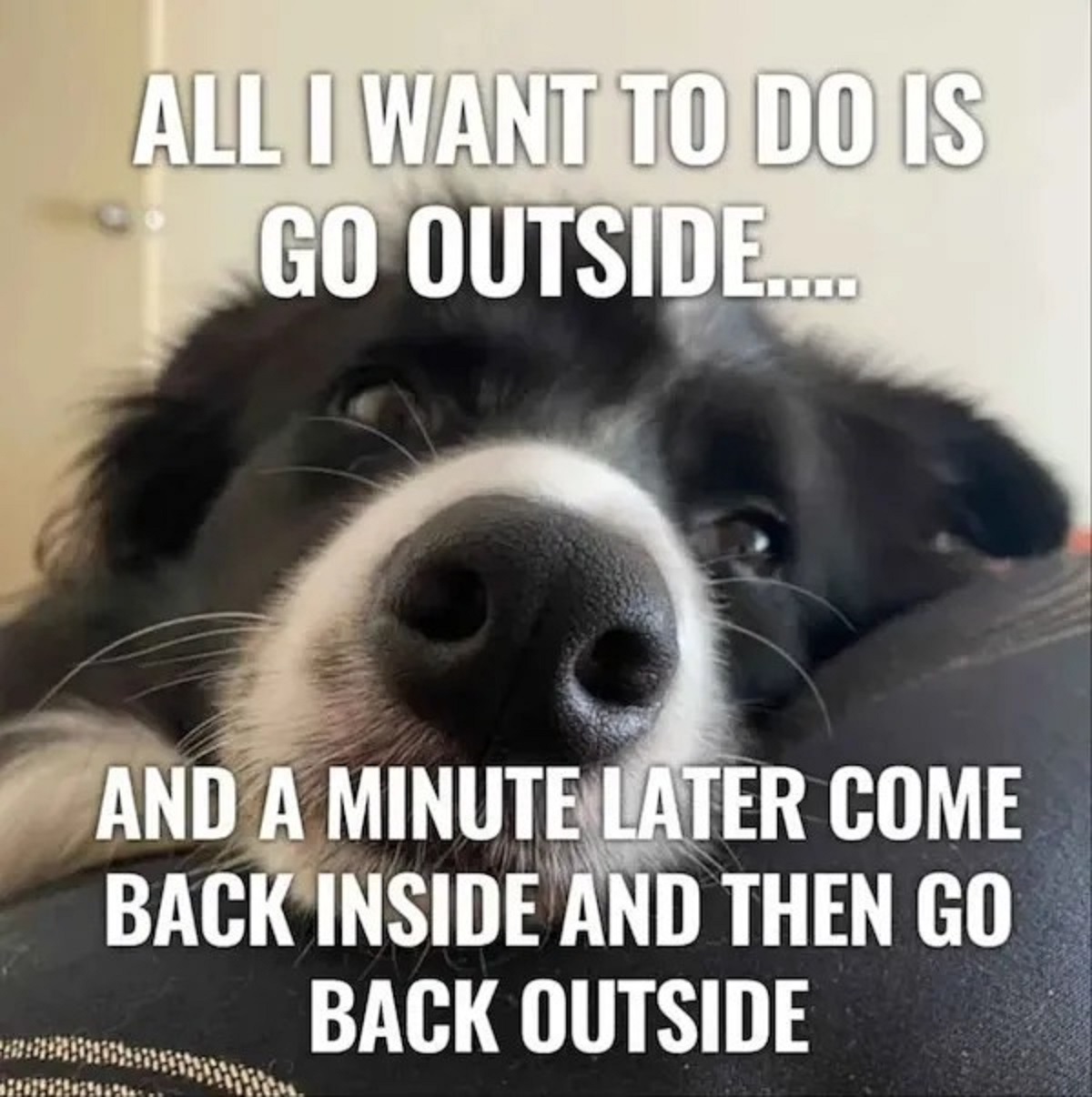 photo caption - All I Want To Do Is Go Outside.... And A Minute Later Come Back Inside And Then Go Back Outside