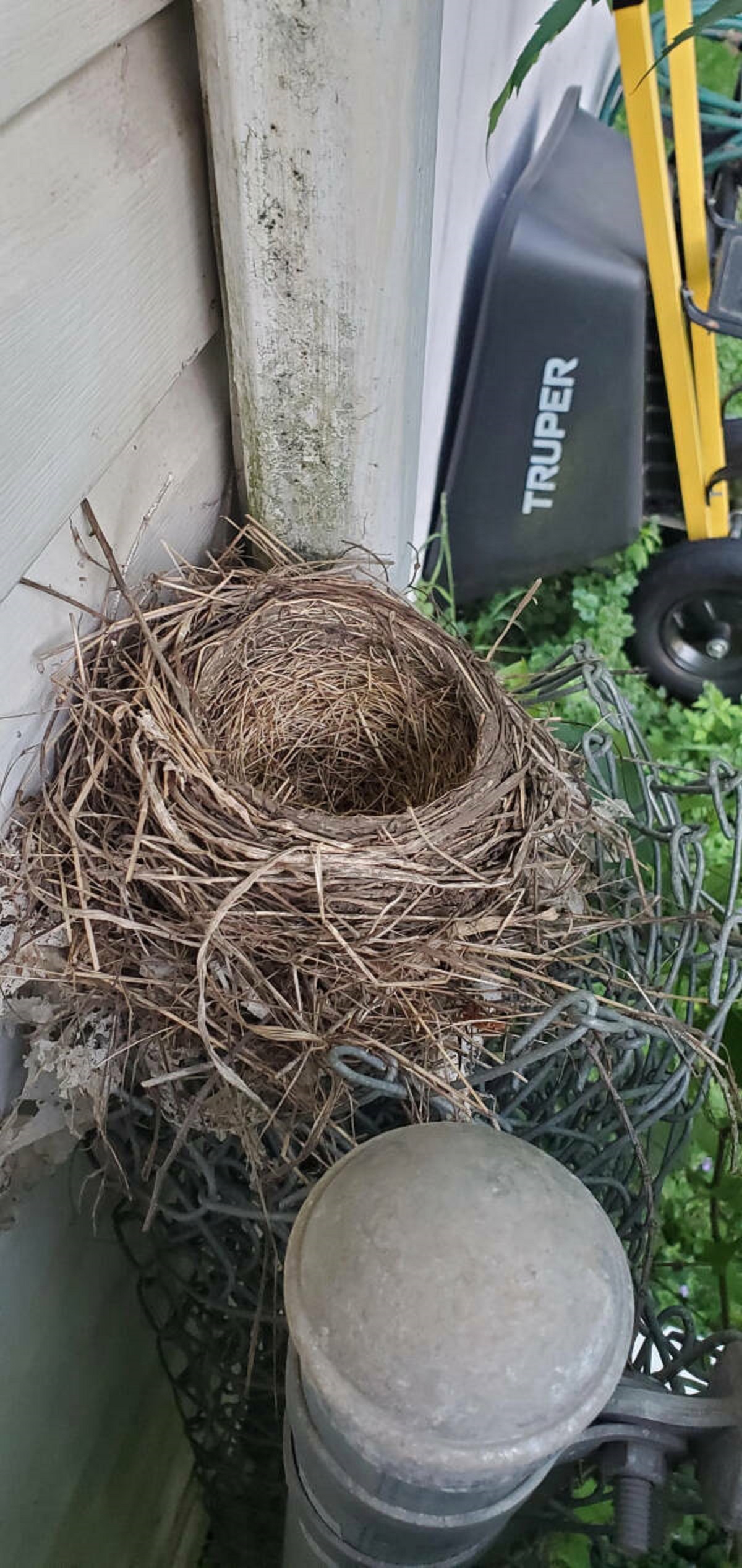 “5 days ago 3 Robins hatched in this nest. Yesterday I saw the mama Robin feeding her babies. Today the nest is empty…”