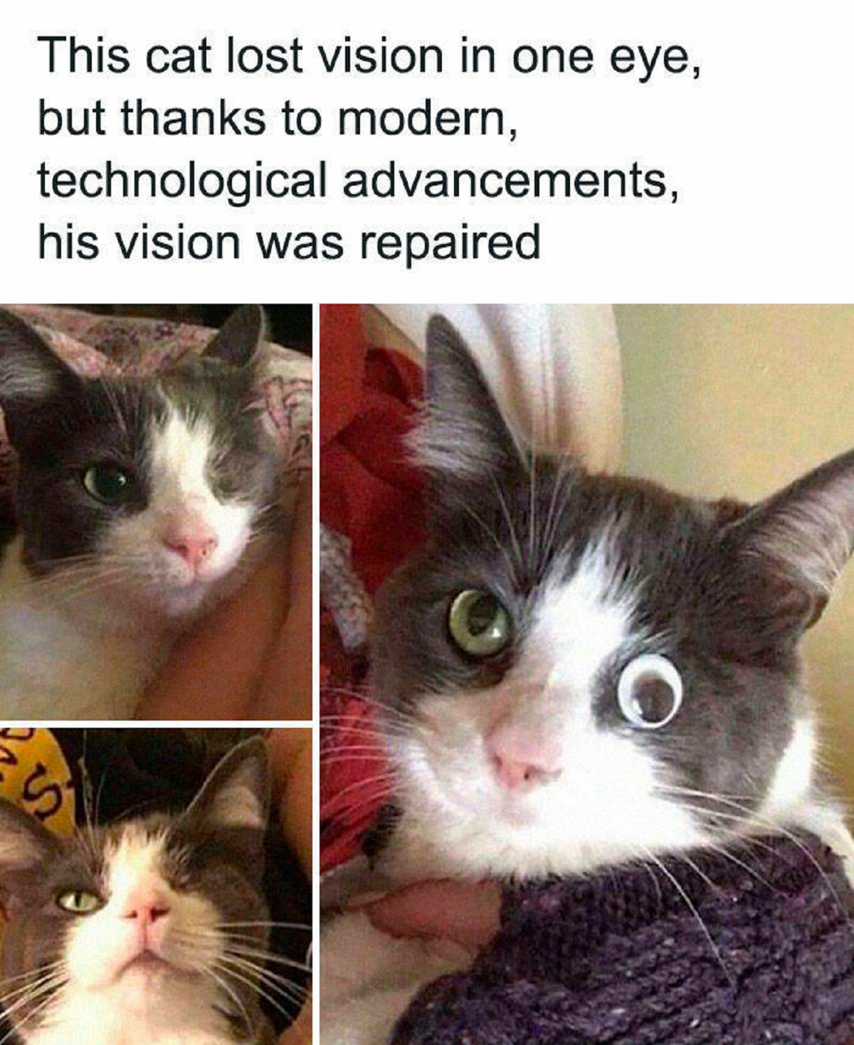 cat new technology eye replacement meme - This cat lost vision in one eye, but thanks to modern, technological advancements, his vision was repaired