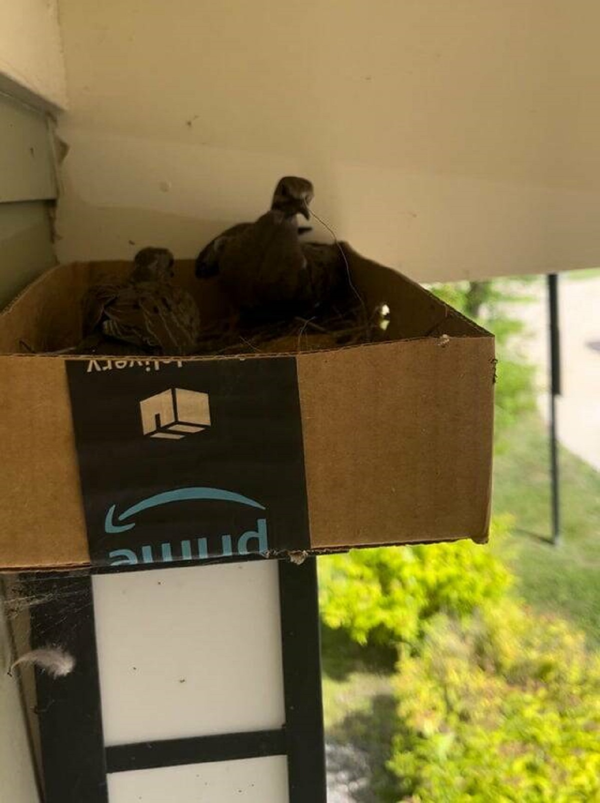 "A bird with her babies have been living on my porch light for weeks now, helped them out with a nest."