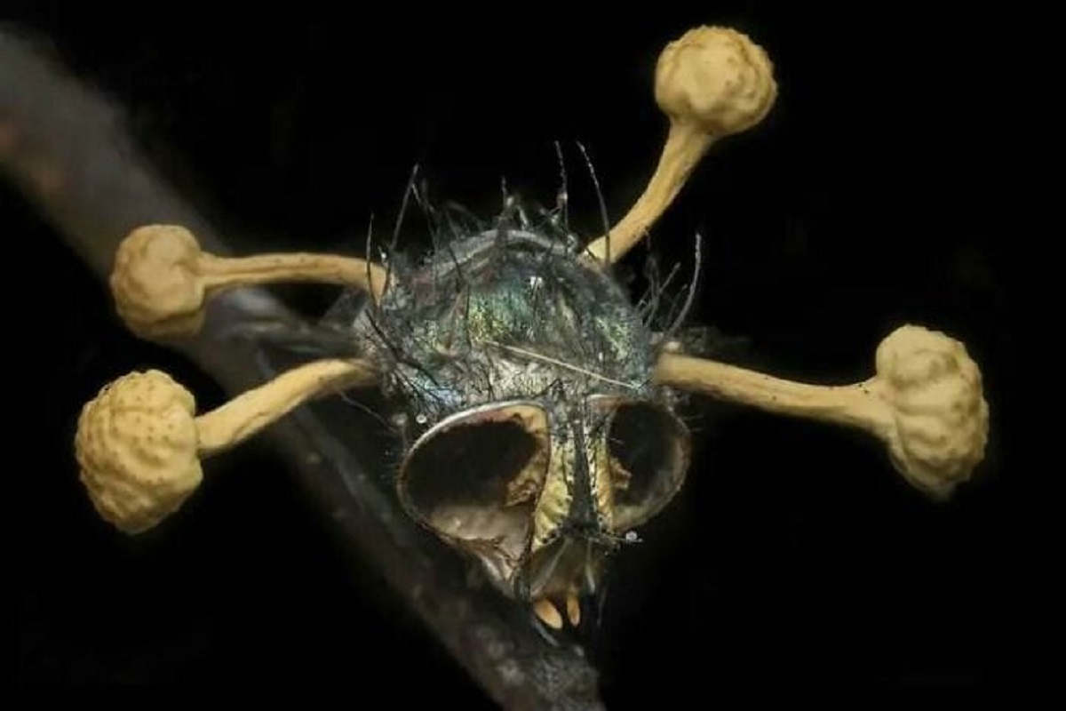 Nope It’s Not A Skull It’s A Fly Infected By Cordyceps Fungus