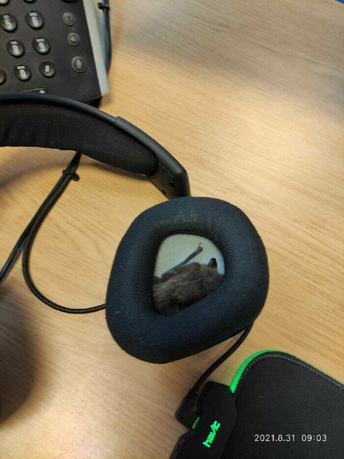 "Started Work This Morning, Put My Headset On, Felt Something Furry In My Ear, Looked And There Is A Bat In My Headset"