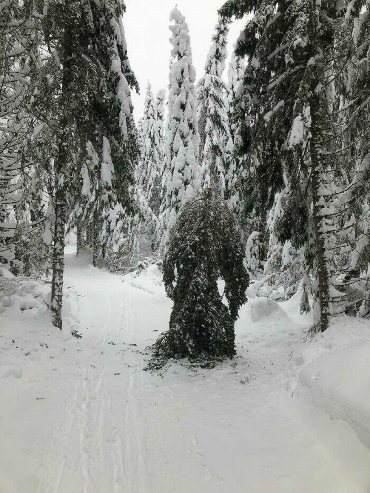 "I Freaked Out A Little When I Met This While Cross Country Skiing"