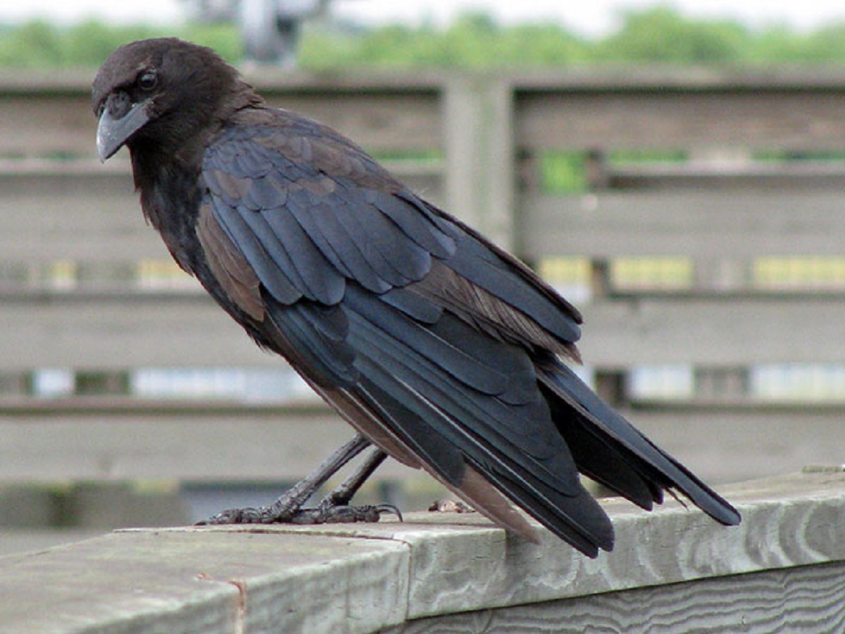 Brown-headed crow