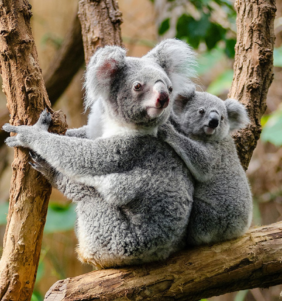koala bears baby