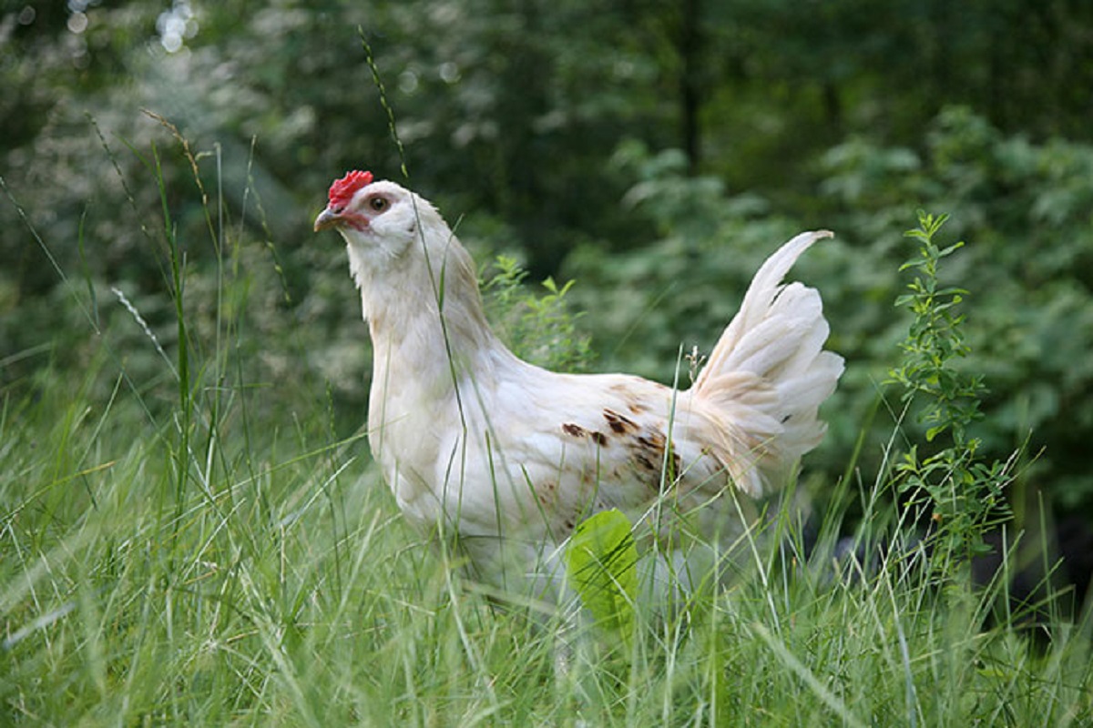 national chicken lady day