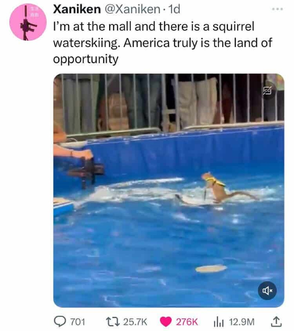 common bottlenose dolphin - Xaniken . 1d I'm at the mall and there is a squirrel waterskiing. America truly is the land of opportunity 701 ili 12.9M B