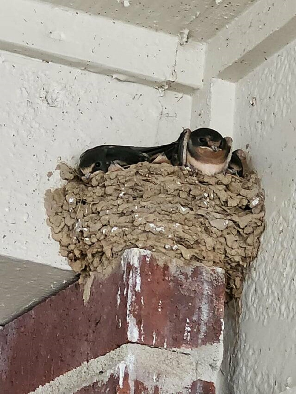 "There is a bird nest with 4 newborn babies. Right above my door"