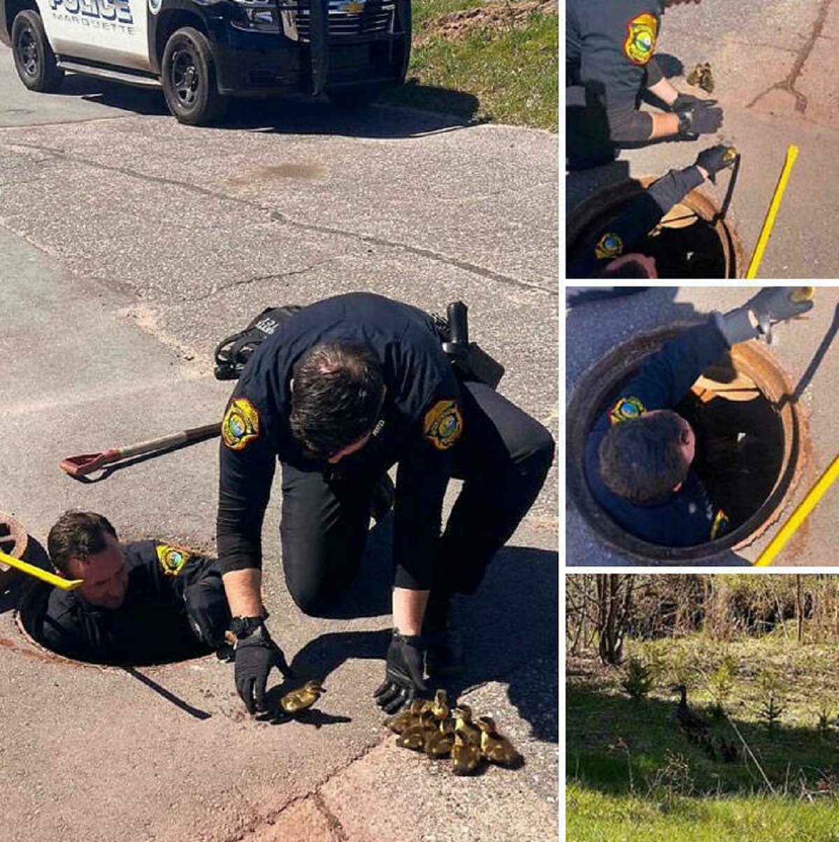"Cops Save Ducklings From Being Washed Out To Lake Superior. Officer Rieboldt Ducked Into A Storm Drain To Save These 8 Little Babies. The Ducklings Were Reunited With Their Mother"