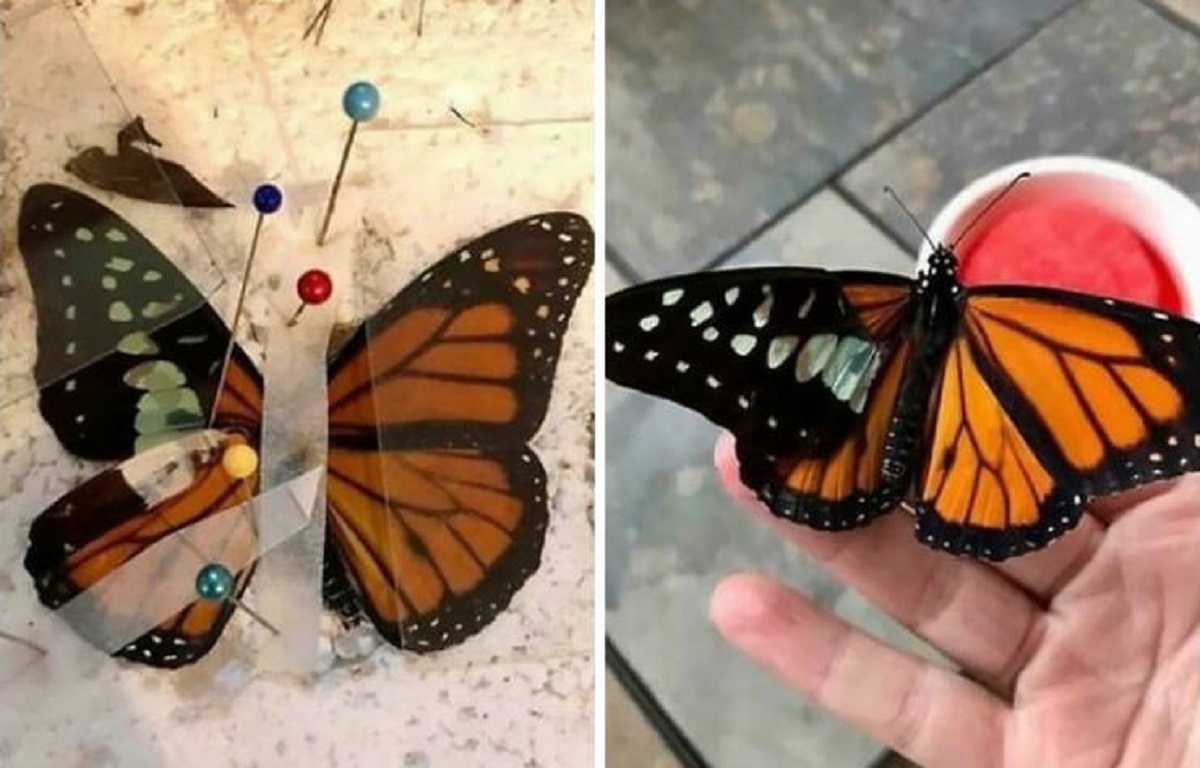 "I Don’t Usually Do Live Butterflies, But Now The Zoo Found Out That I Can And They’re Bringing Me Patients. This One Was Deformed Out Of The Chrysalis, So I Did A Wing Transplant"