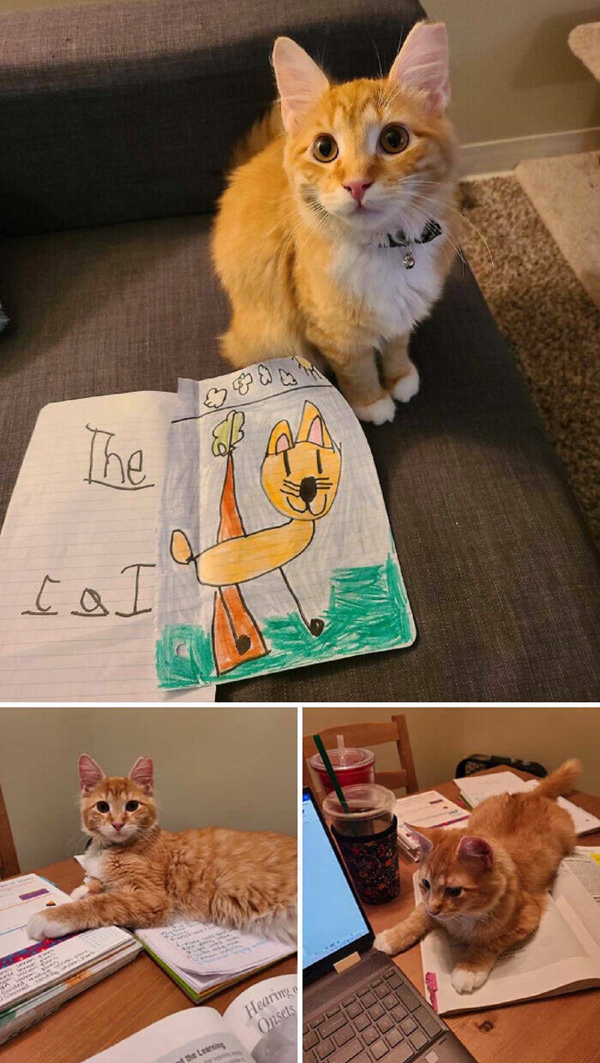 "I Teach Kindergarten And Always Talk About My Cat Teddy, Today One Of My Students Drew Me A Picture Of Him So I Took Some Pictures To Show Her And Say Thank You"