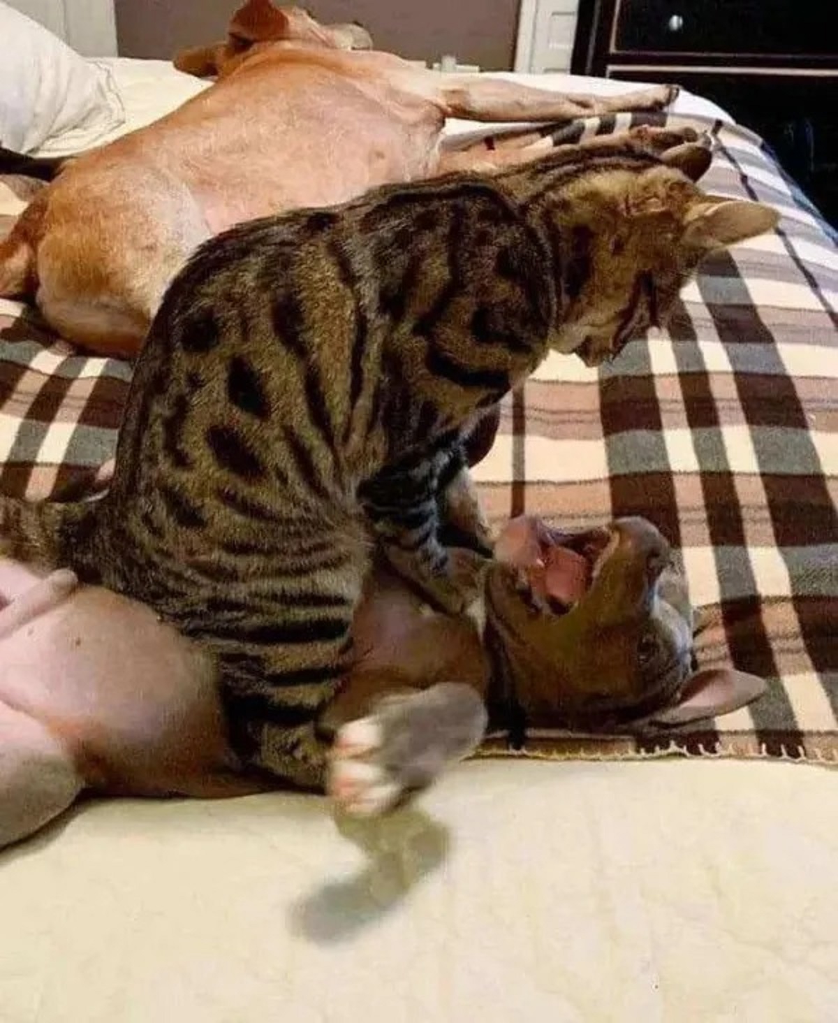 cat choking dog