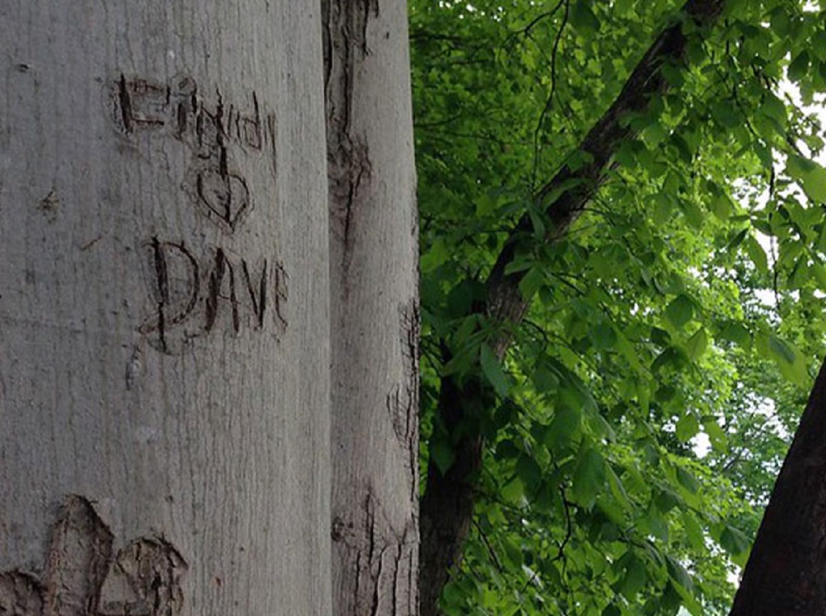 If you carve something into a tree, it'll still be at the same height 50 years later.