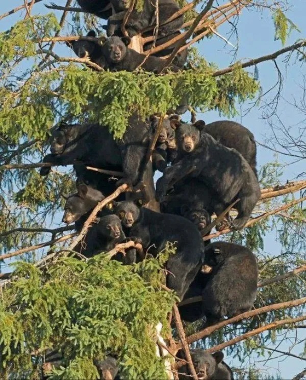 black bears in trees