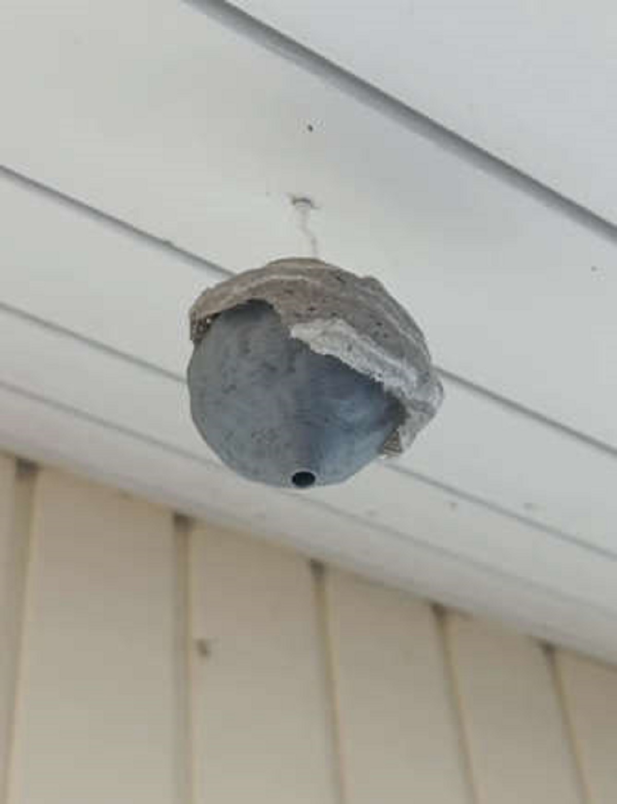 You hung a fake wasp’s nest. “I have a fake wasp nest and real wasps started to build on it.”