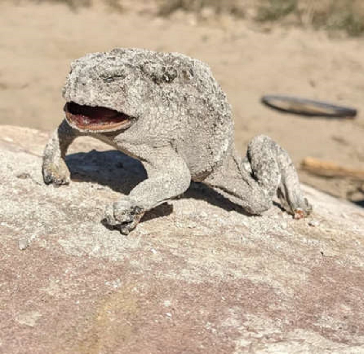 A toad fell in the fire? “This toad jumped in my campfire and got carbonized overnight.”