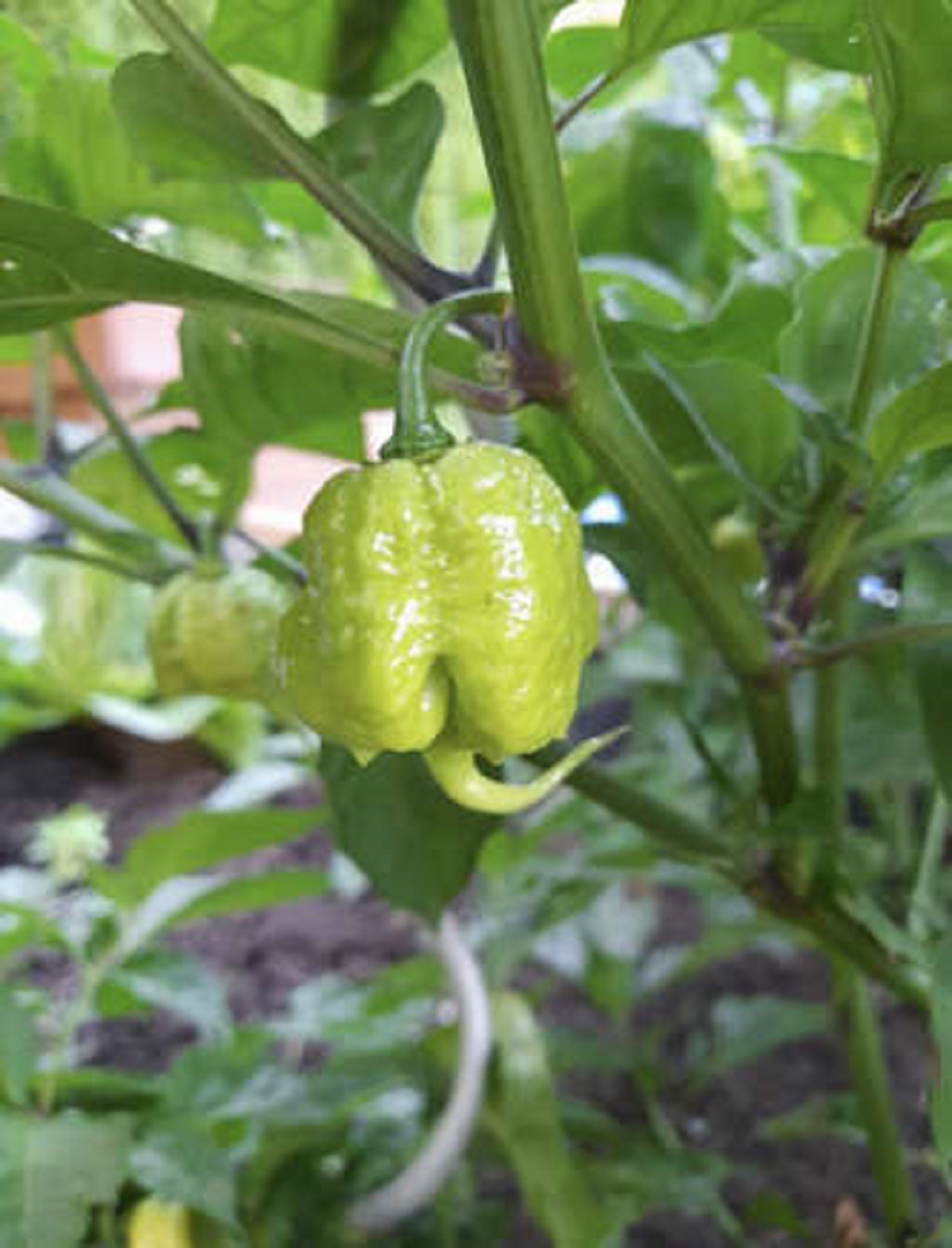 You grew some spicy peppers? Home grown Carolina Reaper.