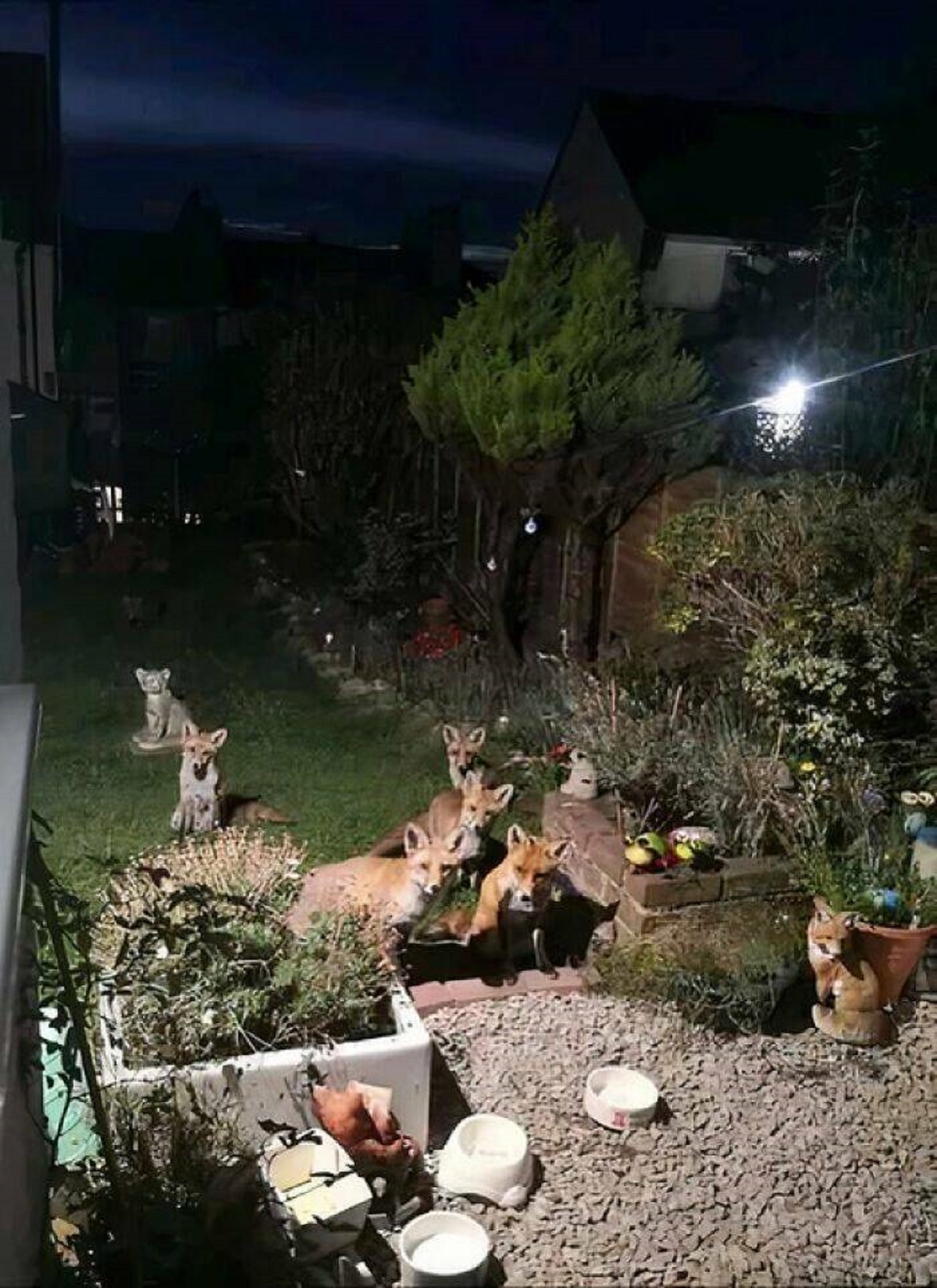 "I Make No Apologies For Another Fox Photo... This Was The Queue At The Foxy Café This Evening When I Gently Opened The Kitchen Door, I Am So Blessed"