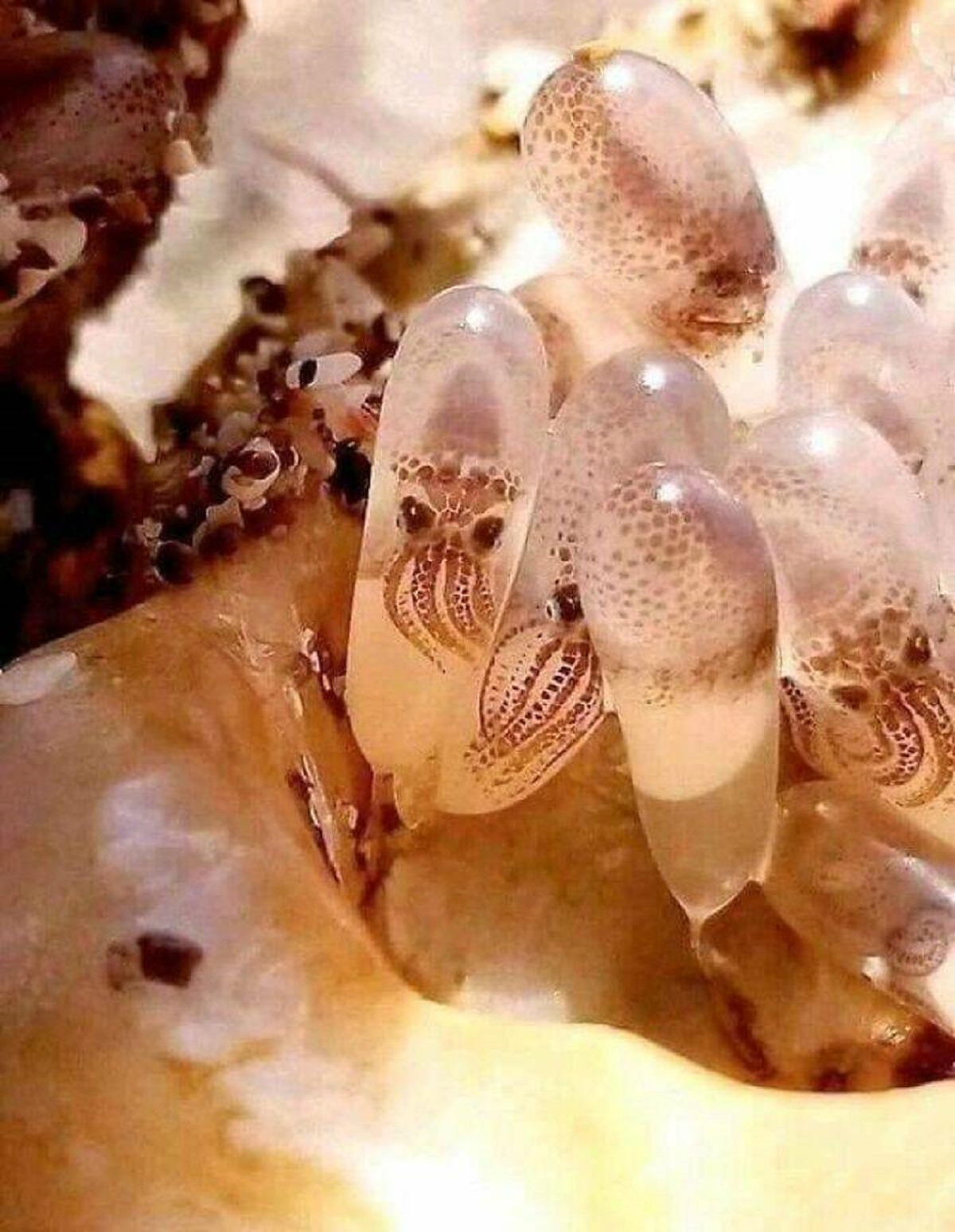 "Octopus Babies Inside Of Their Eggs"