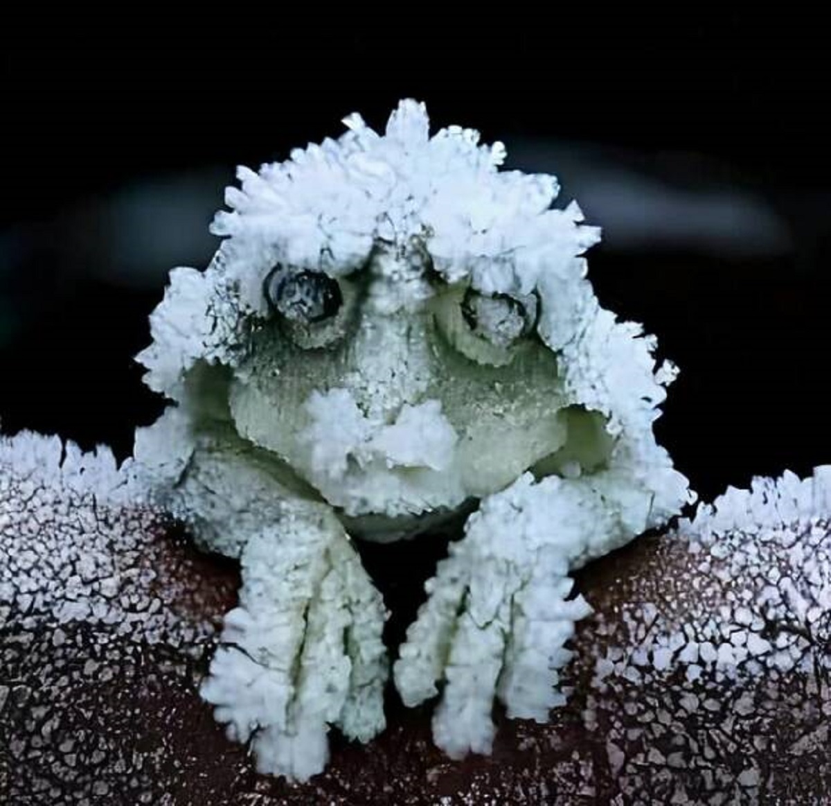 "The Alaskan Wood Frog, Freezes During The Winter And While Frozen, The Frog Stops Breathing And Heart Stops Beating And When It Thaws During Spring, He Wakes Up And Hop Away"