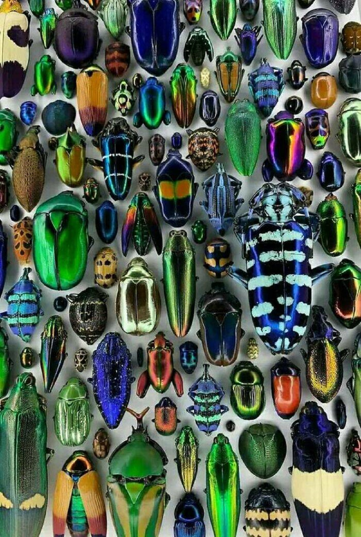 "This Beetle Display By Christopher Marley. (No Photo Filters Used)"